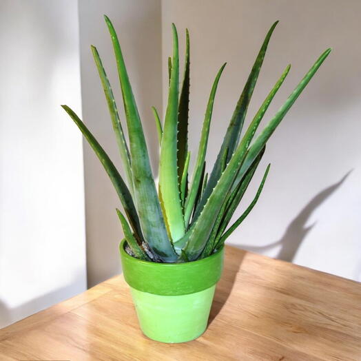 Aloe Vera