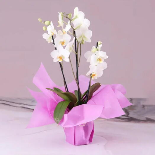 3 Stem White Orchid Plant with Pink Wrapping | Phalaenopsis Orchid Plant