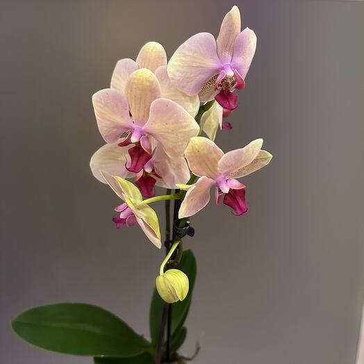 Фаленопсис  Идеальный персик Phalaenopsis Perfect Peach (не цветёт)