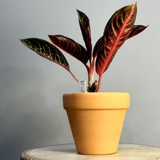 Аглаонема Суматра