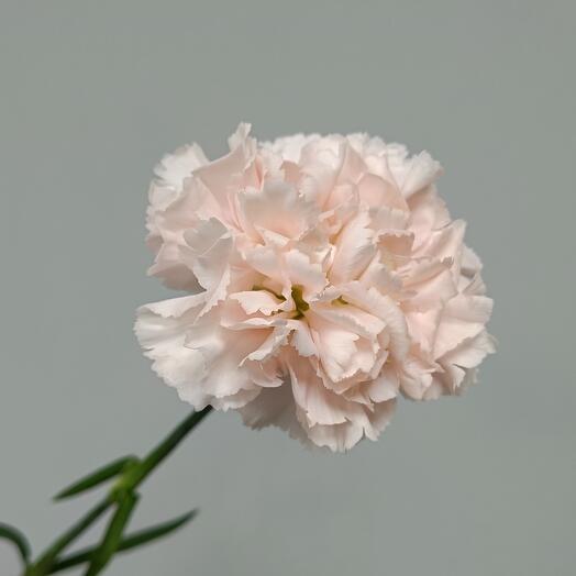 Диантус (гвоздика) персиковый