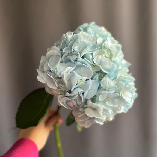 Гортензия пушистая