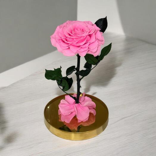 Rose eternelle sous cloche Rose 15*30cm