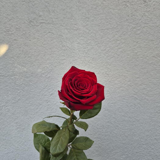 Piros rózsák 80cm - Válasszon 9 szál közül