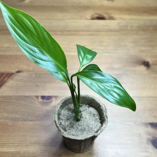 Спатифиллум Уоллиса (Spathiphyllum wallisii)