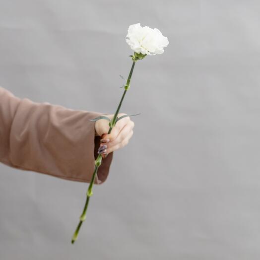 White dianthus (carnation), from 7 pieces