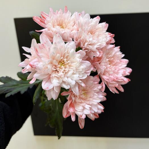 Хризантема кустовая 🤍🌸