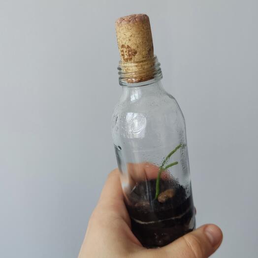 Мини сад в бутылке: Рипсалис