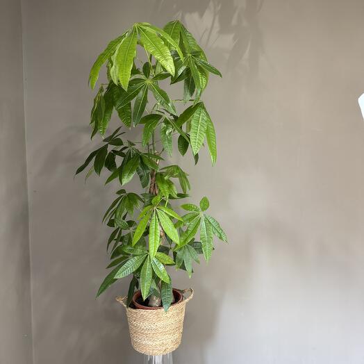 Пахира в плетеной корзине 🌿