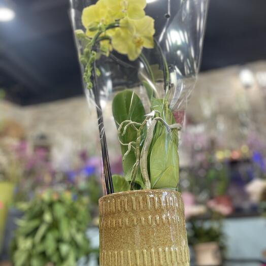 Orchidee Eclat de soleil