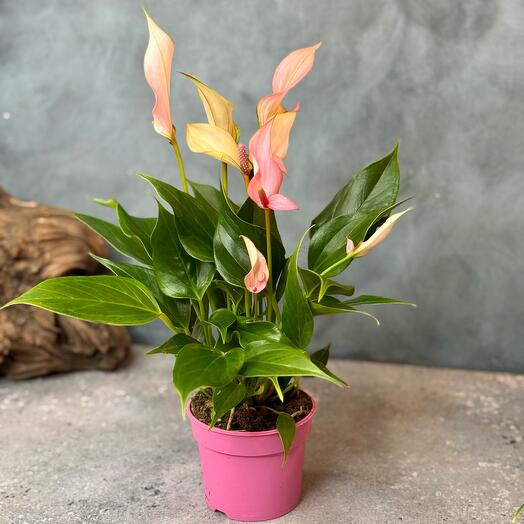 Indoor plant Anthurium - 001