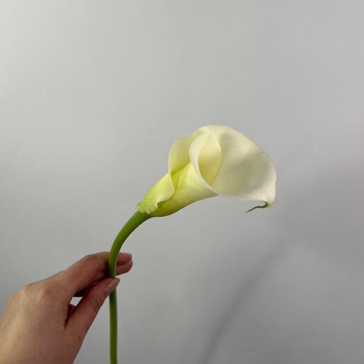 Калла белая