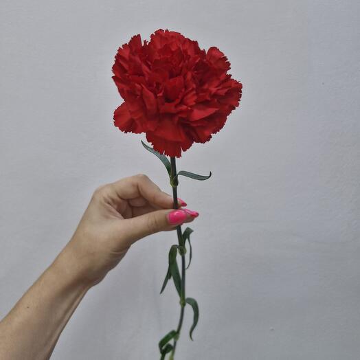 Гвоздика красная