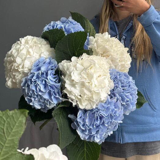 Микс гортензии голубые и белые 🤍💙