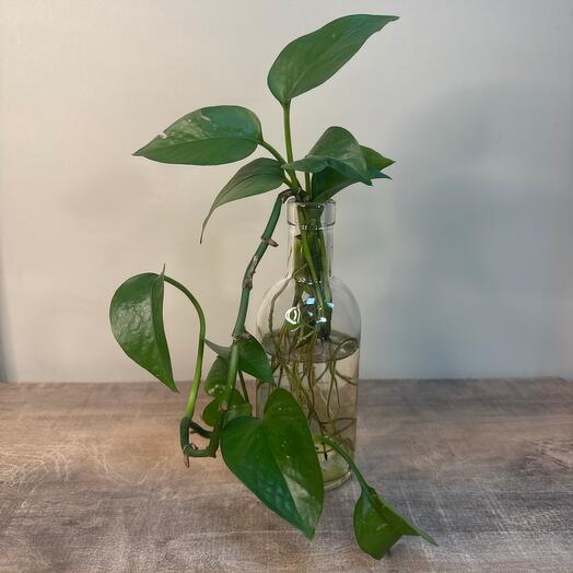 Отростки эпипермнума в стеклянной бутылочке