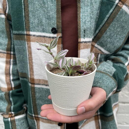 Традесканция Нанук (Tradescantia albiflora)