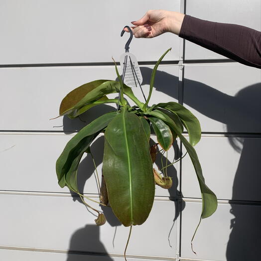 Мухоловка (Непентес)