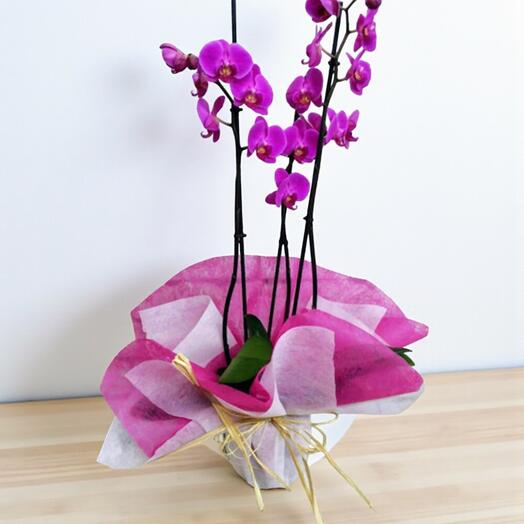 Phalaenopsis Orchid Double Stem – Elegance for Gifting