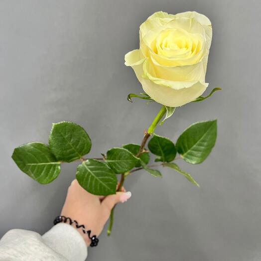 Роза Эквадор