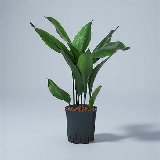 Aspidistra elatior