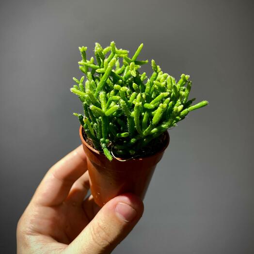 Рипсалис 6 см