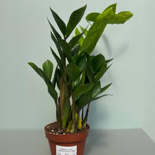 ЗАМИОКУЛЬКАС ( ZAMIOCULCAS 12/50)