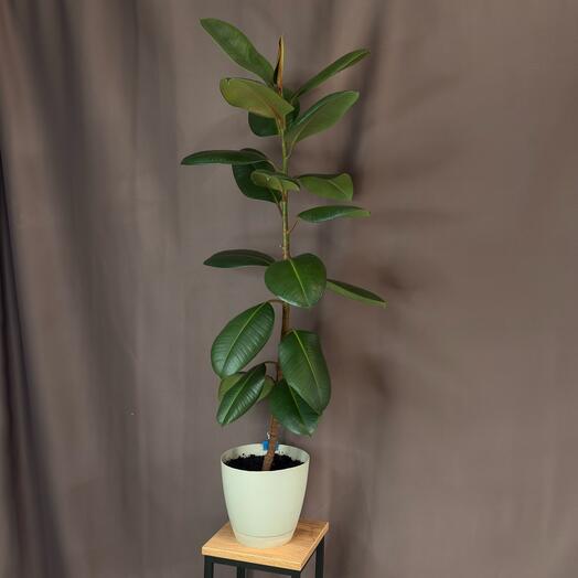 Фикус «Эластика» 1 метр