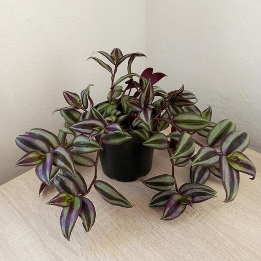 Традесканция Зебрина