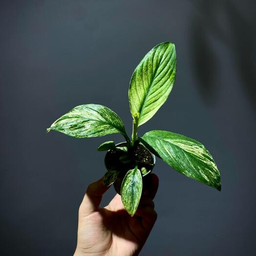 Спатифиллум Сенсация вариегатная