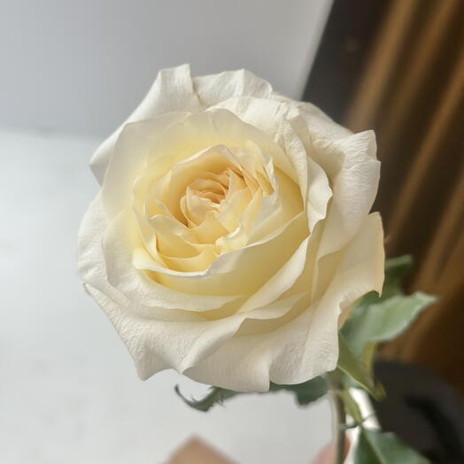 Роза Кенделайт пионовидная