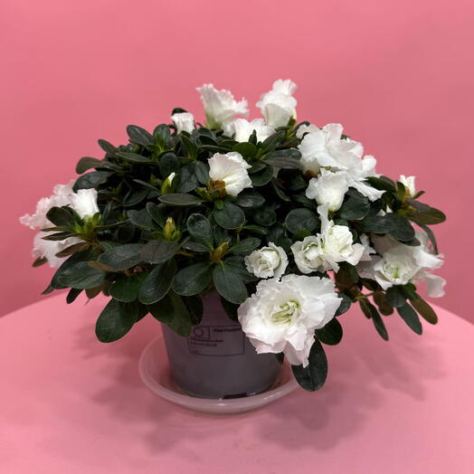 Азалия белая