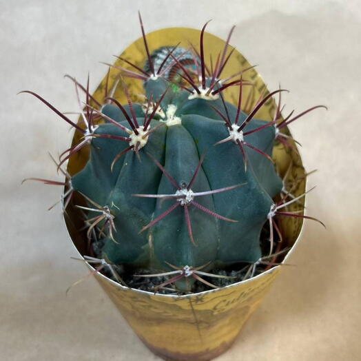 Кактус 🌵 1