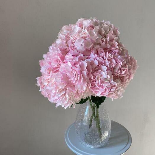 Creamy Pink Hydrangeas