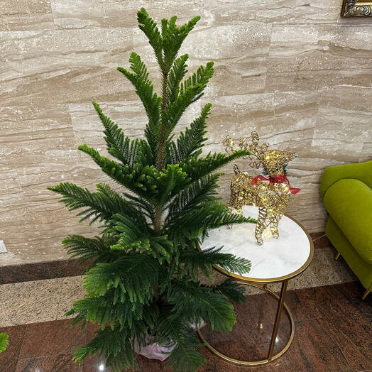Ель новогодняя/араукария