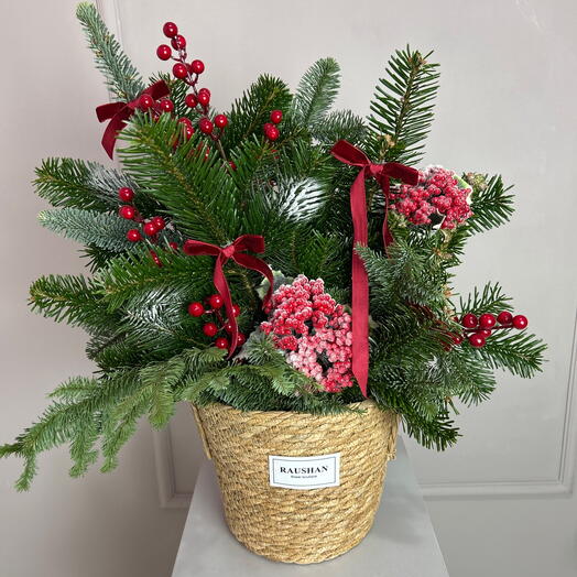 Нобилис в кашпо размер М