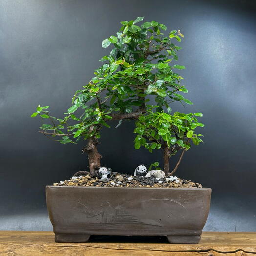 Пара бонсай сагеретия, 40 см, 18 лет