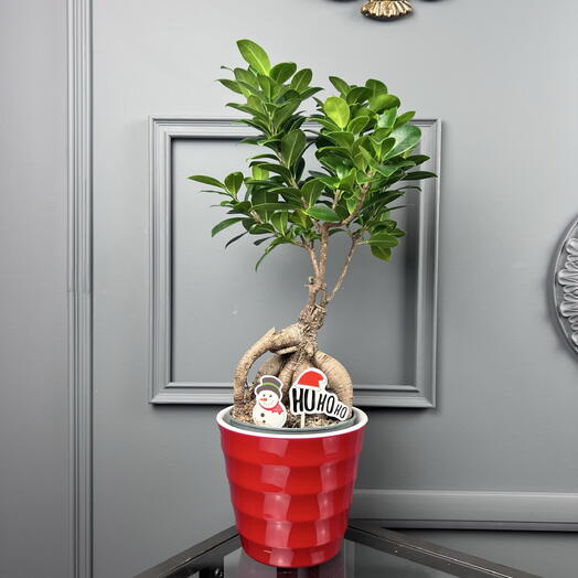 Фикус микрокарпа гинсенг  бонсай в подарок на новый год, высота 45см