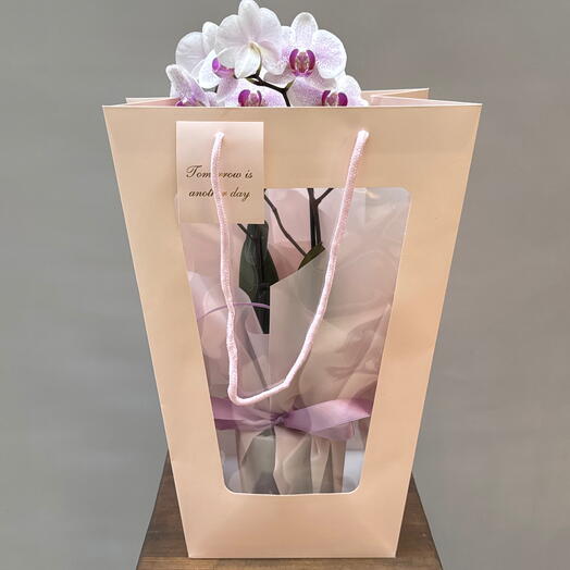 Орхидея фаленопсис микс в сумочке