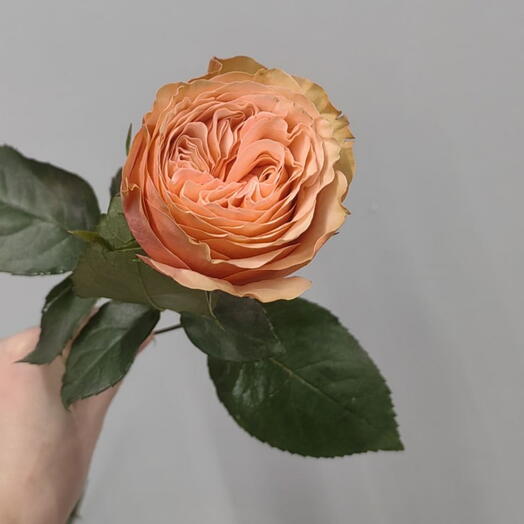 Роза Кохала