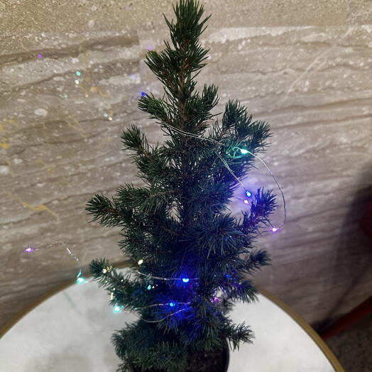 Ель канадская Коника с гирляндой