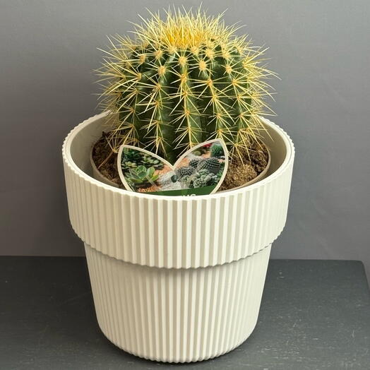 Кактус -красавец в стильном горшке 🌵