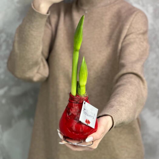 Луковица амариллиса в красном воске в подарочной упаковке️