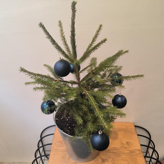 Ёлка живая с шарами Звeздная ночь