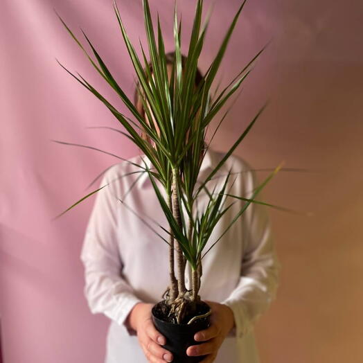Драцена Marginata