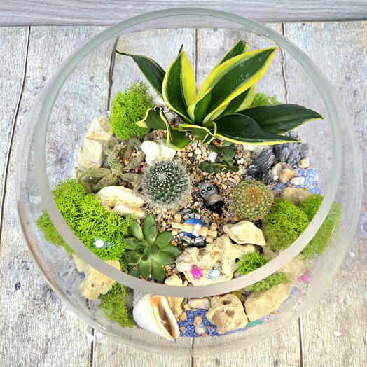 Флорариум из суккулентов и кактусов - комнатное растение
