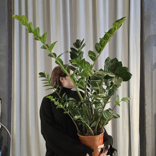 Замиокулькас