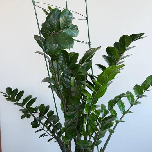 Замиокулькус