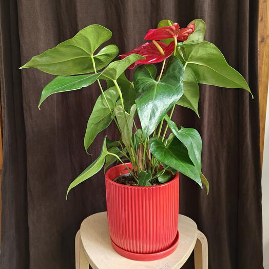 Anthurium Red L