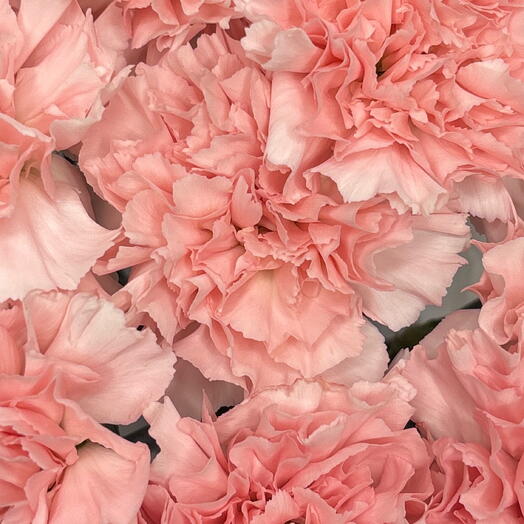 Нежный моно букет из 15 диантусов🌸
