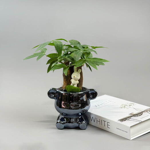 Бонсай Пахира - Дерево Удачи, композиция в стильном кашпо